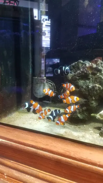 Coral Sea Aquariums 12