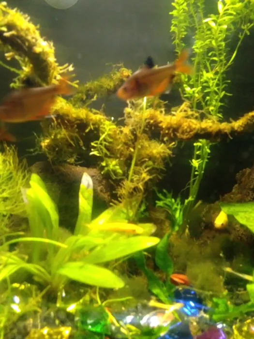 Coral Sea Aquariums 12