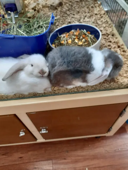 Pet Supermarket 12