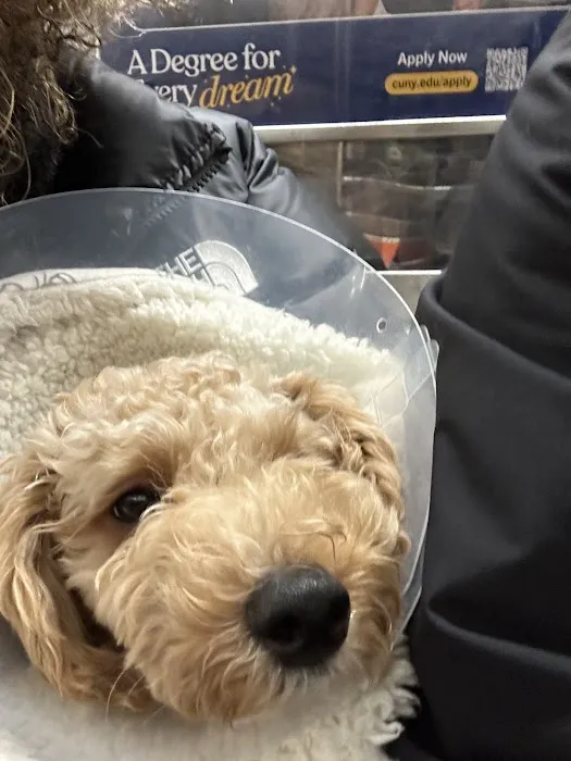 Westside Animal Hospital 2