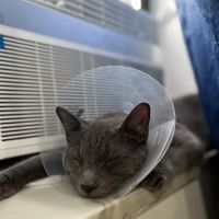 Westside Animal Hospital ico
