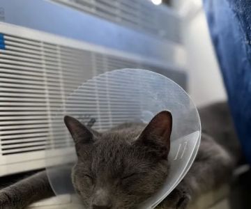 Westside Animal Hospital