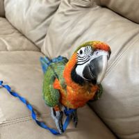 Palenzuela Feed Pet Store ico