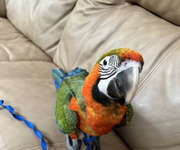 Palenzuela Feed Pet Store