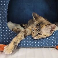 Pet Supermarket ico