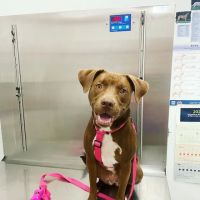 Windsor Terrace Veterinarians ico