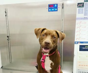 Windsor Terrace Veterinarians