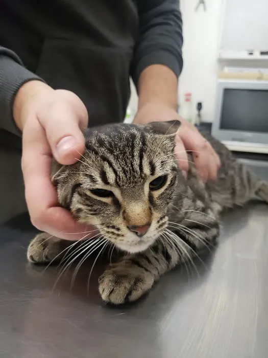 Windsor Terrace Veterinarians 4