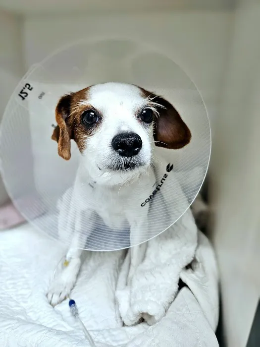 Park Slope Veterinary Center 1