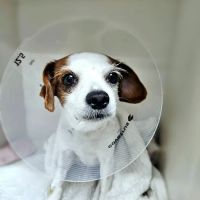 Park Slope Veterinary Center ico