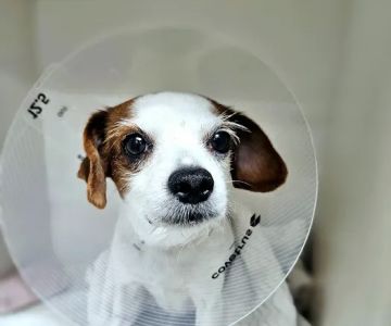 Park Slope Veterinary Center