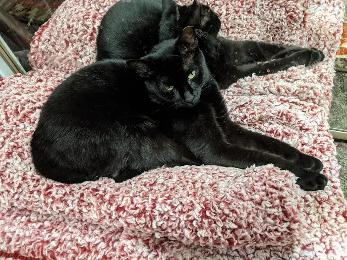 Park Slope Veterinary Center 10