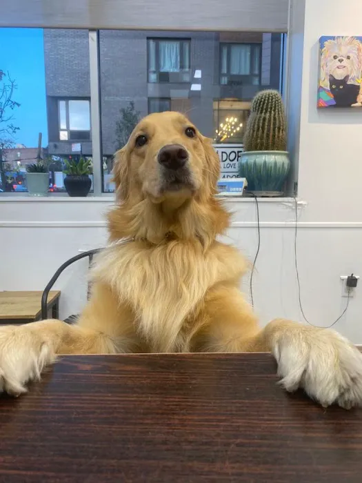 Park Slope Veterinary Center 9