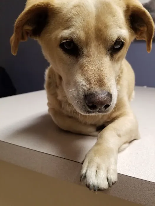 Animal Clinic, LLC 4