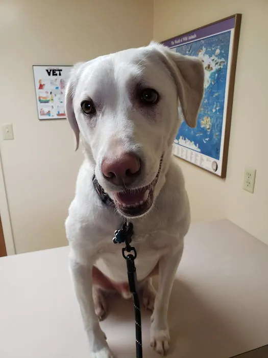 Animal Clinic, LLC 2