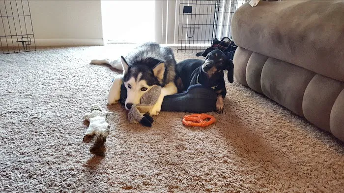 Animal Clinic, LLC 6