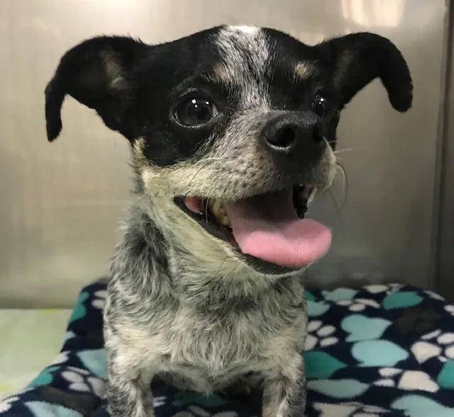 Pet Menders Animal Hospital - Frederick 9