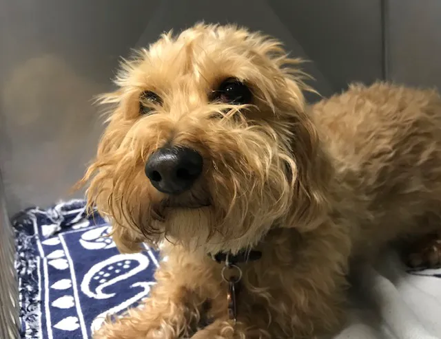 Pet Menders Animal Hospital - Frederick 7