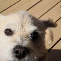 Pet Menders Animal Hospital - Frederick ico