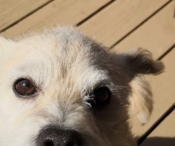 Pet Menders Animal Hospital - Frederick