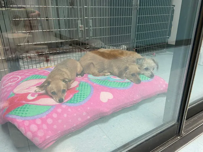 Indian Peaks Veterinary Hospital 12