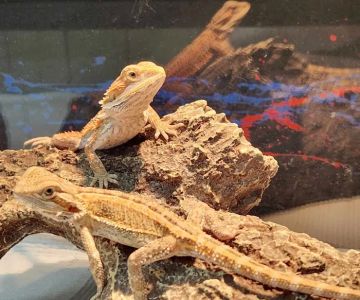 C.F. Exotics