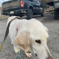 Alpine Hospital for Animals ico
