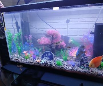 Aquagems Discus