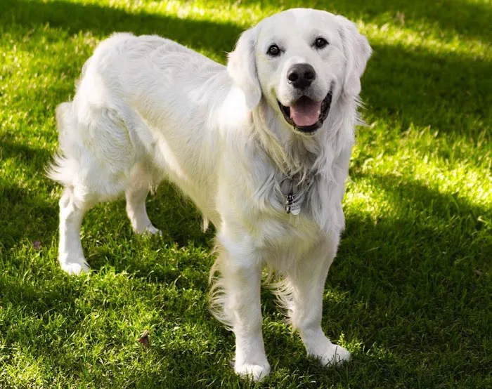 Colorado Animal Specialty & Emergency (CASE) 5