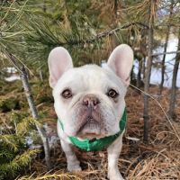 Colorado Animal Specialty & Emergency (CASE) ico
