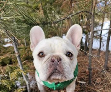 Colorado Animal Specialty & Emergency (CASE)