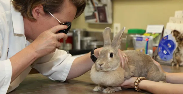 North Boulder Companion Animal Hospital 6