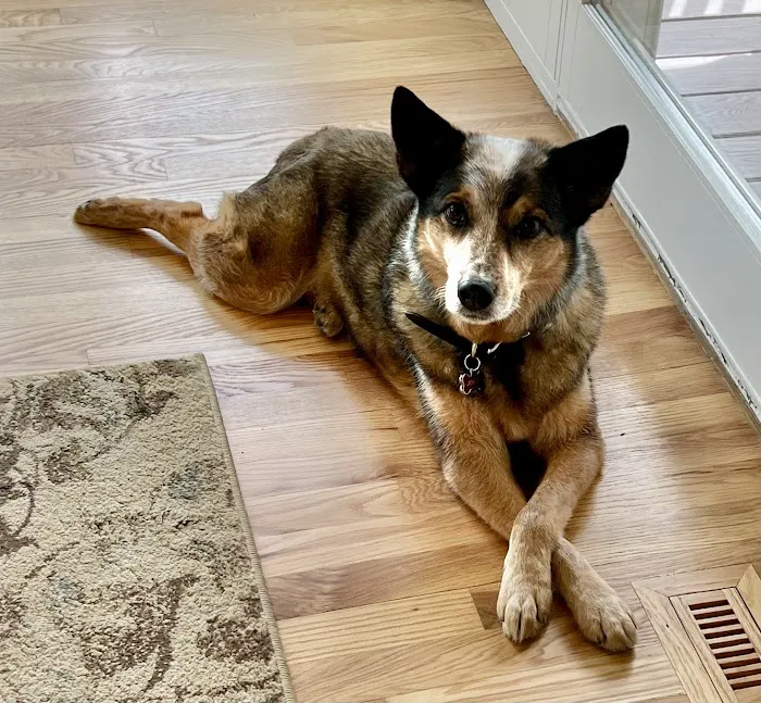 North Boulder Companion Animal Hospital 3