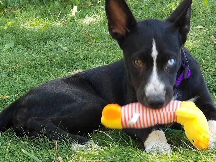 North Boulder Companion Animal Hospital 2