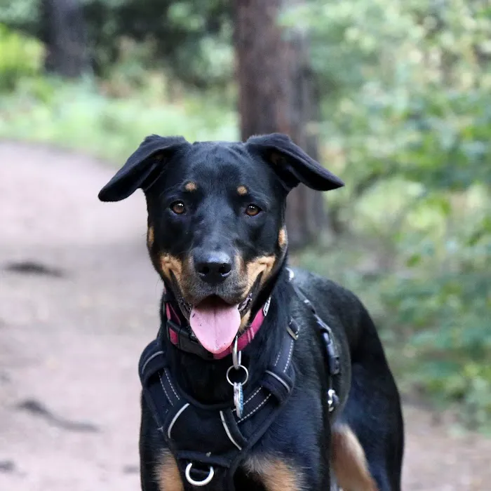 North Boulder Companion Animal Hospital 7