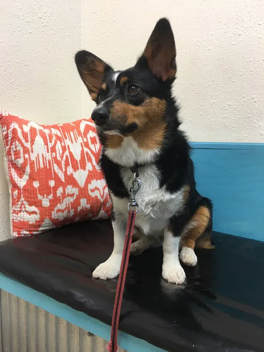 North Boulder Companion Animal Hospital 1
