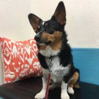North Boulder Companion Animal Hospital ico