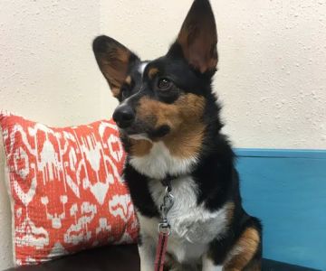 North Boulder Companion Animal Hospital