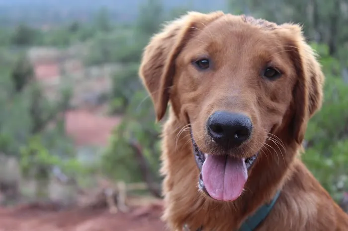North Boulder Companion Animal Hospital 5
