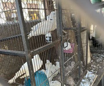 Shady Hills Pet Shop