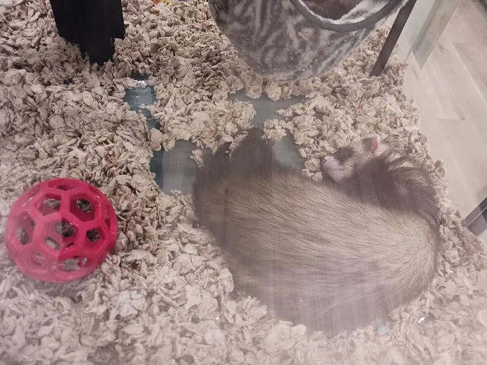 Pet Supermarket 12
