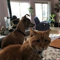 Larkspur Pet Hospital ico