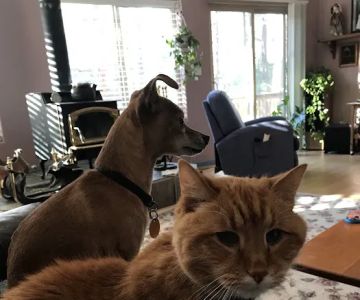 Larkspur Pet Hospital