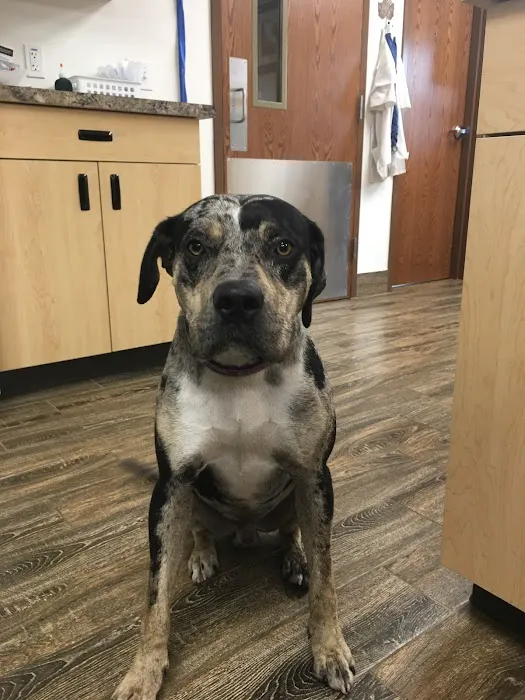 Larkspur Pet Hospital 10