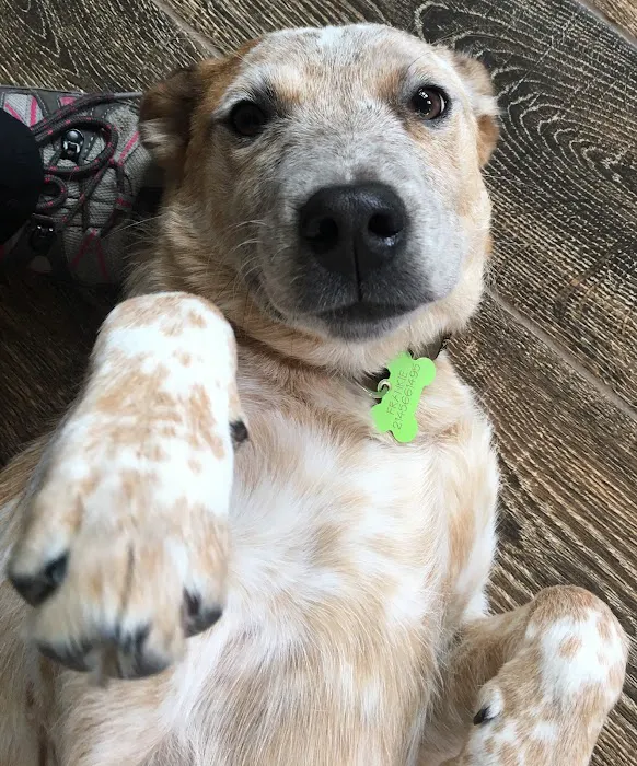 Larkspur Pet Hospital 9
