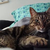 First State Urgent Vet - Newark ico