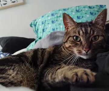 First State Urgent Vet - Newark