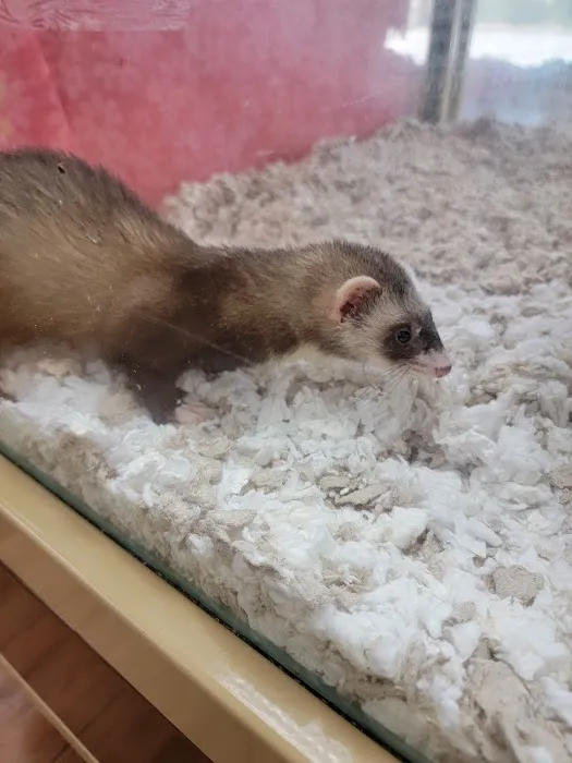Pet Supermarket 12