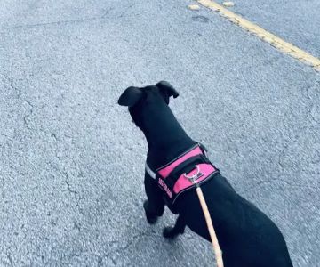 Dogline Inc