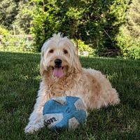 Brandywine Valley Veterinary Hospital ico